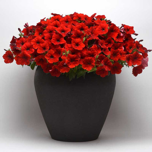Petunia Easy Wave Red F1 hybrid for Hanging Baskets/Pots ( spreads upto  3 feet )