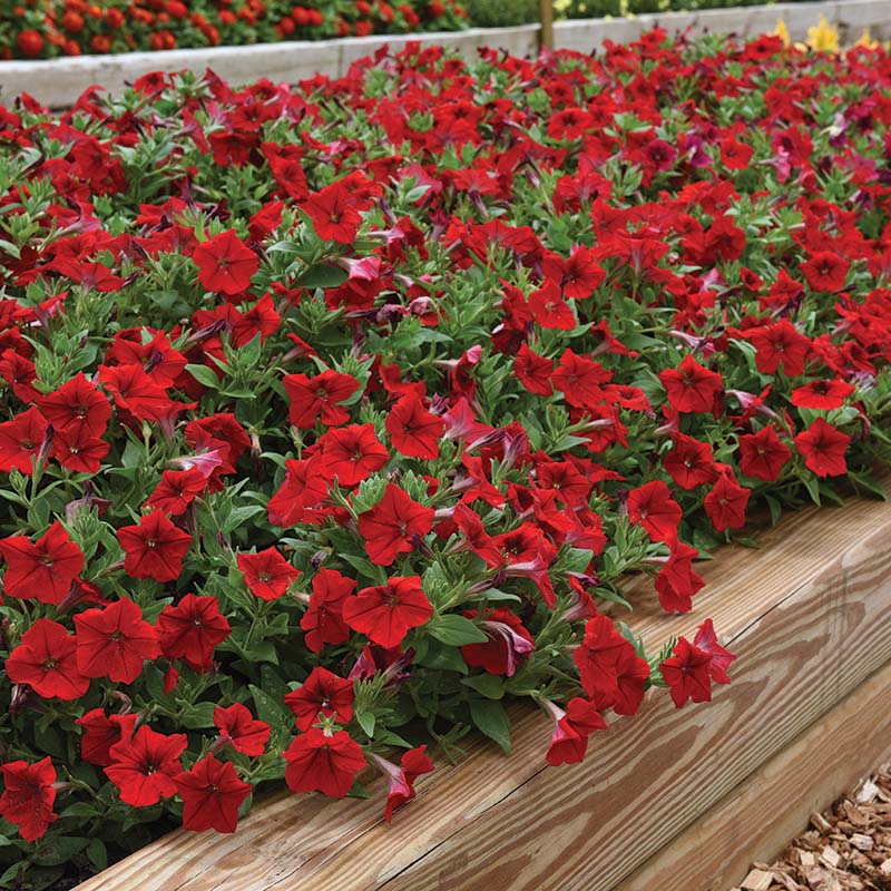 Petunia Easy Wave Red F1 hybrid for Hanging Baskets/Pots ( spreads upto  3 feet )