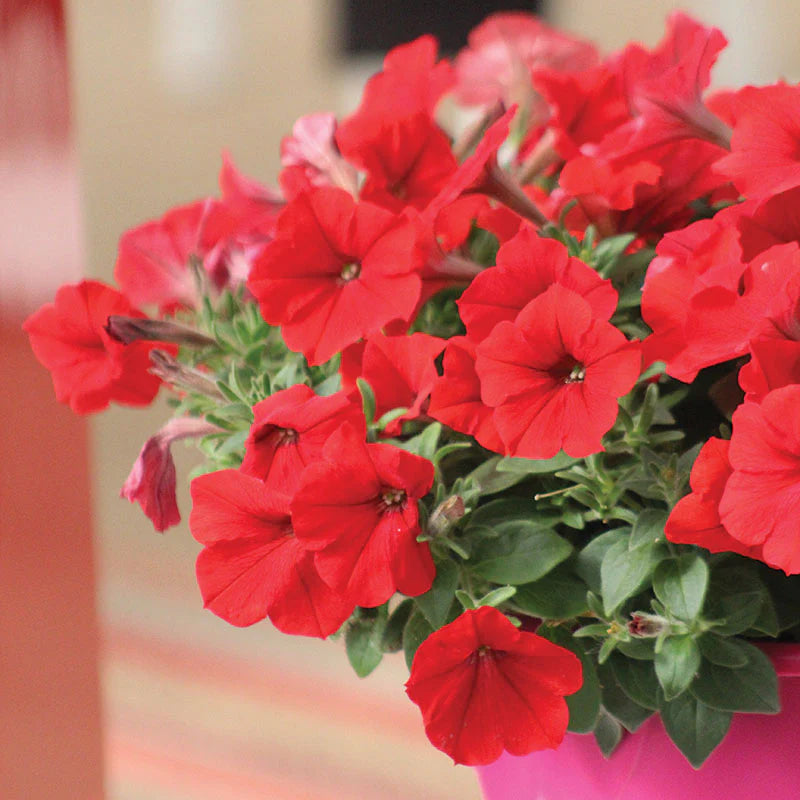 Petunia Easy Wave Red F1 hybrid for Hanging Baskets/Pots ( spreads upto  3 feet )