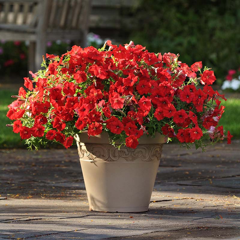 Petunia Easy Wave Red F1 hybrid for Hanging Baskets/Pots ( spreads upto  3 feet )