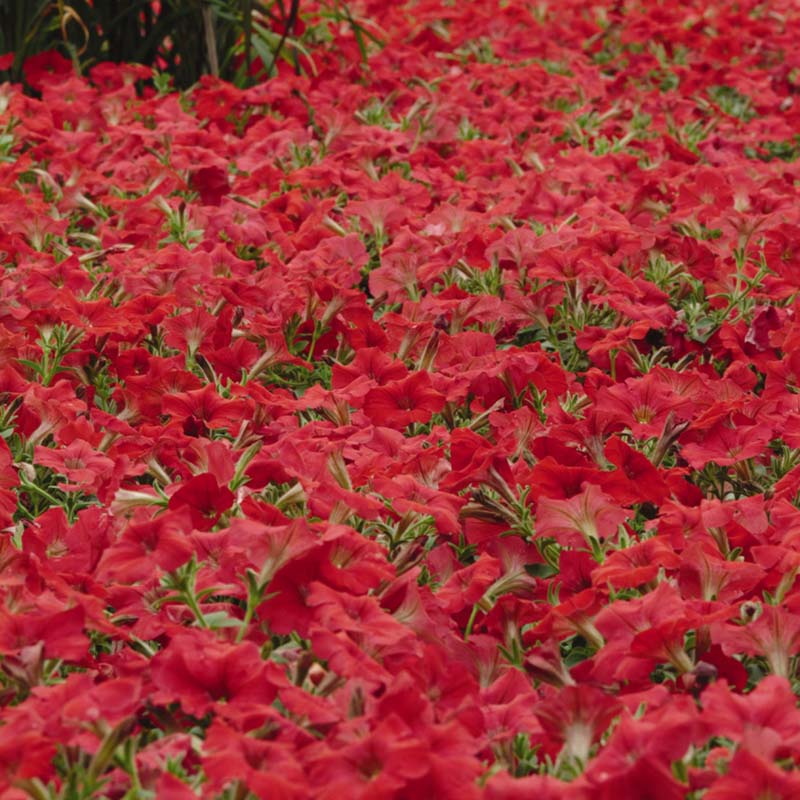 Petunia Easy Wave Red F1 hybrid for Hanging Baskets/Pots ( spreads upto  3 feet )