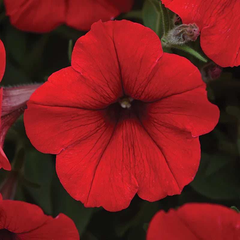Petunia Easy Wave Red F1 hybrid for Hanging Baskets/Pots ( spreads upto  3 feet )