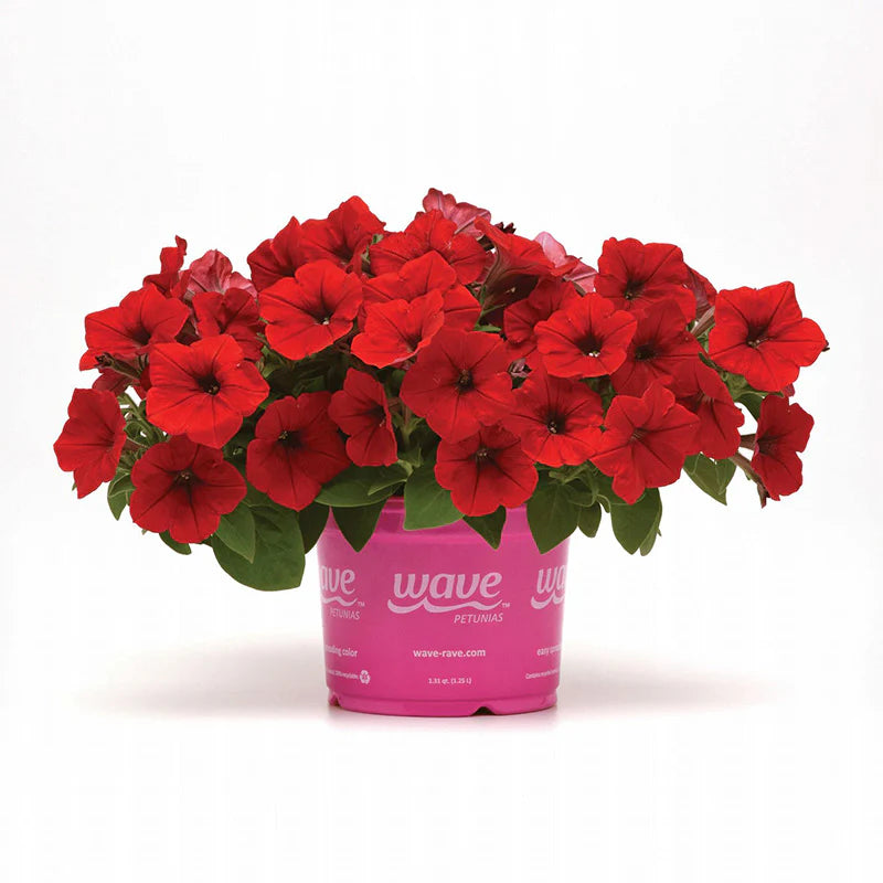 Petunia Easy Wave Red F1 hybrid for Hanging Baskets/Pots ( spreads upto  3 feet )