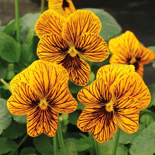 Viola Angel Tiger Eye Yellow