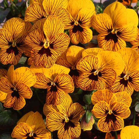 Viola Angel Tiger Eye Yellow