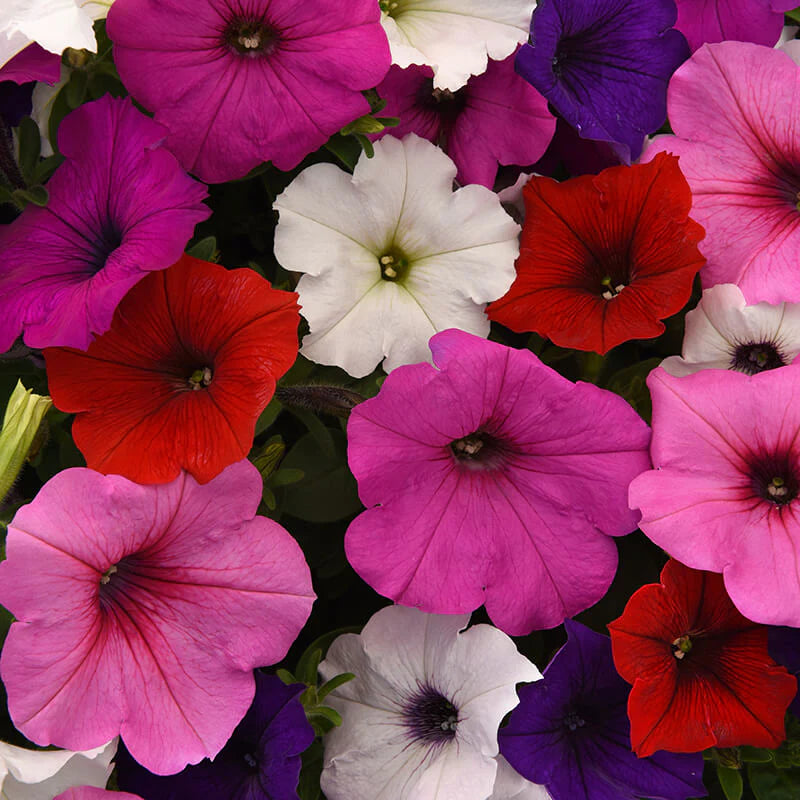 Petunia Easy Wave Mix F1 hybrid for Hanging Baskets/Pots ( spreads upto  3 feet )