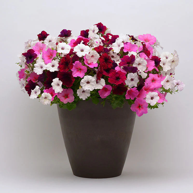 Petunia Easy Wave Mix F1 hybrid for Hanging Baskets/Pots ( spreads upto  3 feet )