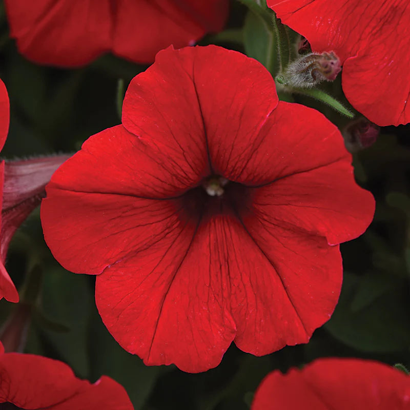 Petunia Easy Wave Mix F1 hybrid for Hanging Baskets/Pots ( spreads upto  3 feet )
