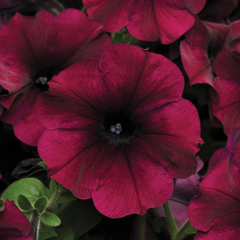 Petunia Easy Wave Mix F1 hybrid for Hanging Baskets/Pots ( spreads upto  3 feet )