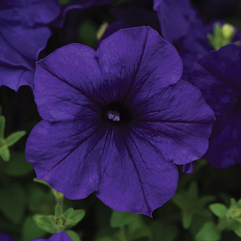 Petunia Easy Wave Mix F1 hybrid for Hanging Baskets/Pots ( spreads upto  3 feet )