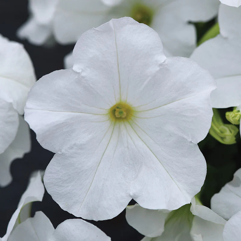 Petunia Easy Wave Mix F1 hybrid for Hanging Baskets/Pots ( spreads upto  3 feet )