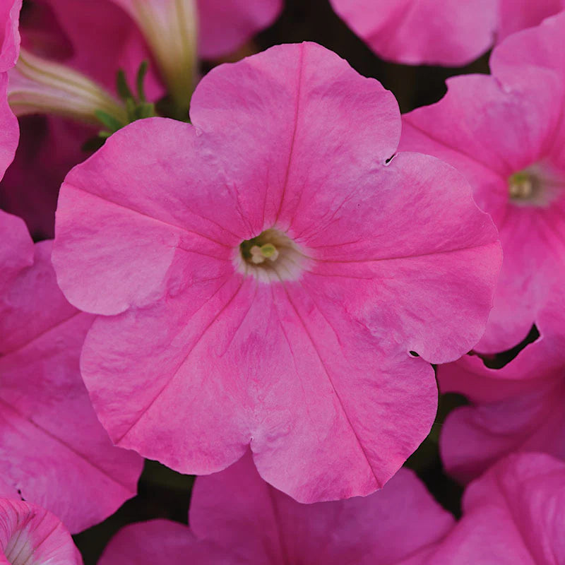Petunia Easy Wave Mix F1 hybrid for Hanging Baskets/Pots ( spreads upto  3 feet )