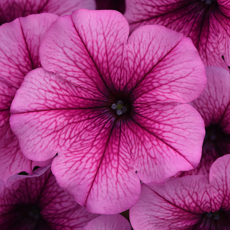 Petunia Easy Wave Mix F1 hybrid for Hanging Baskets/Pots ( spreads upto  3 feet )