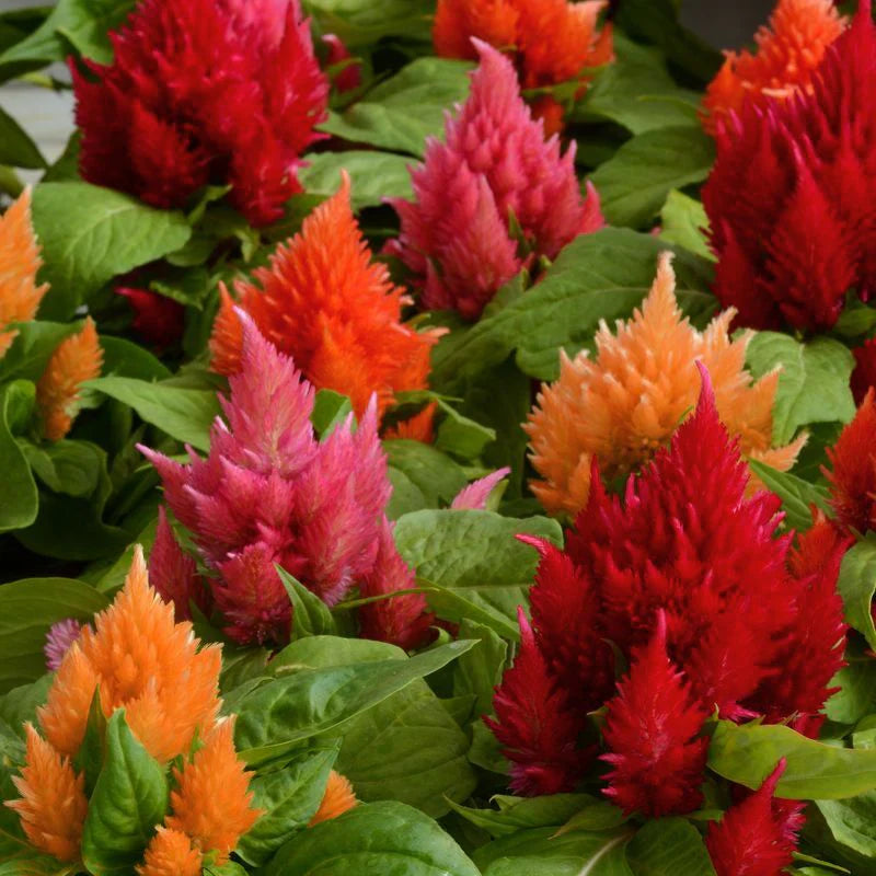 Celosia Ice Cream Mix
