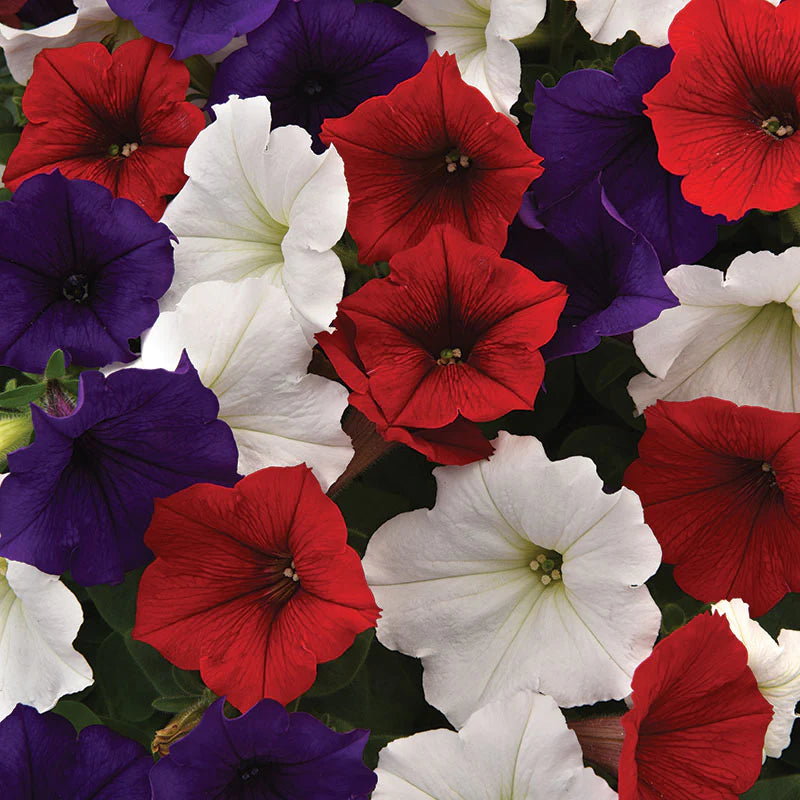 Petunia Wave series