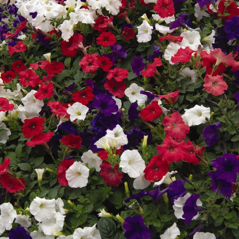 Petunia Wave series