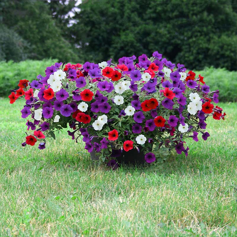 Petunia Wave series