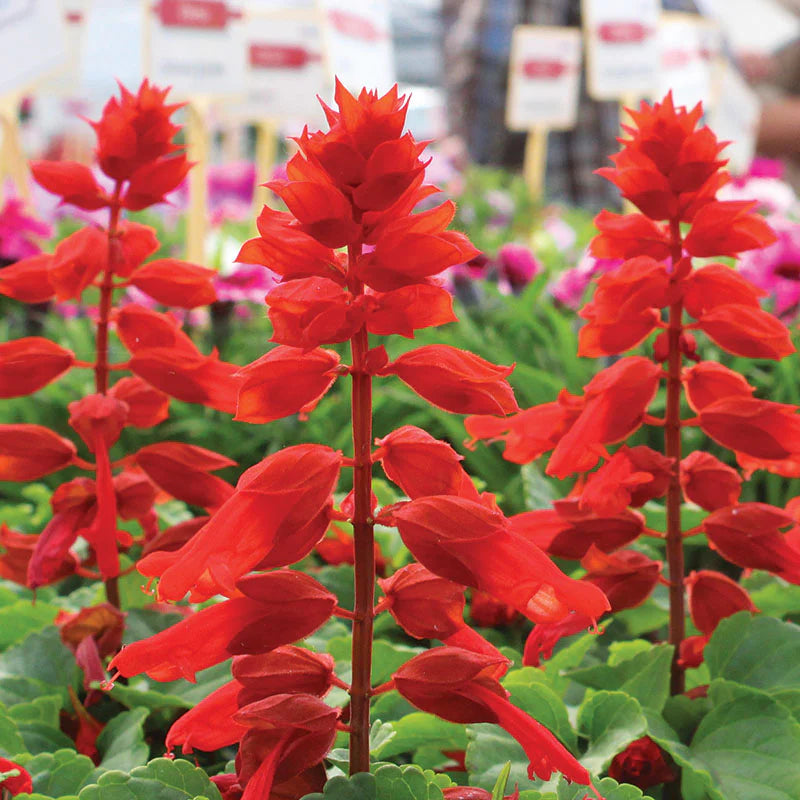 Salvia