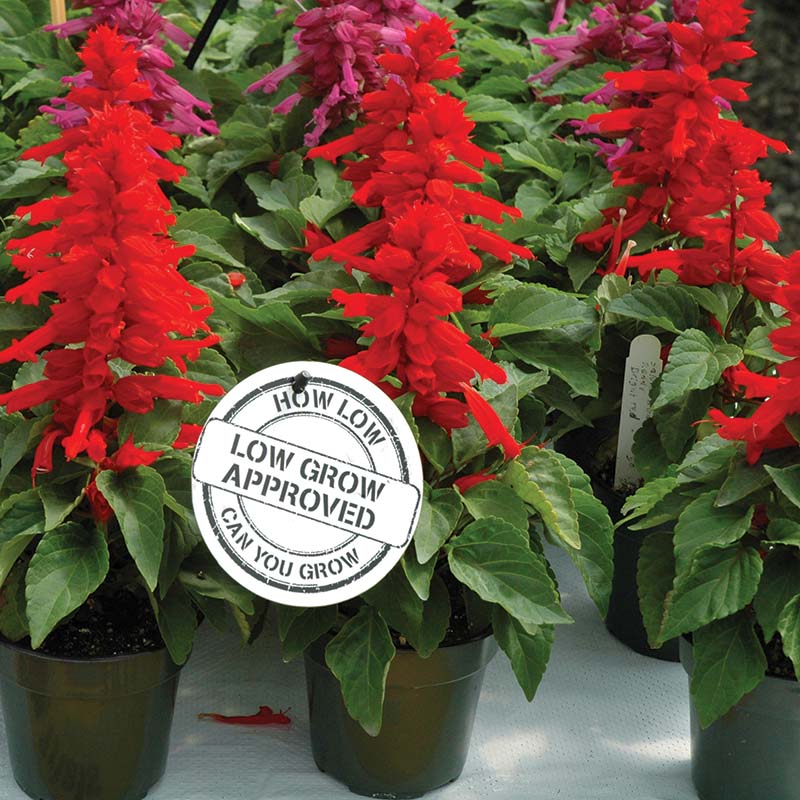 Salvia