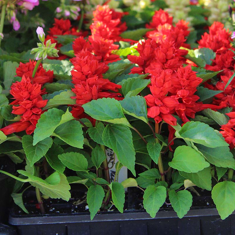 Salvia