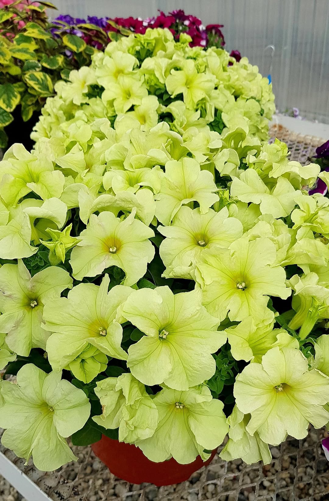 Petunia Limbo Yellow Lime  Nihali F1 Hybrid