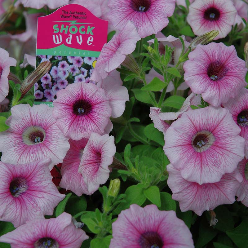Petunia Shock Wave Pink Vein F1 Hybrid for hanging baskets ( spreads upto  3 feet )