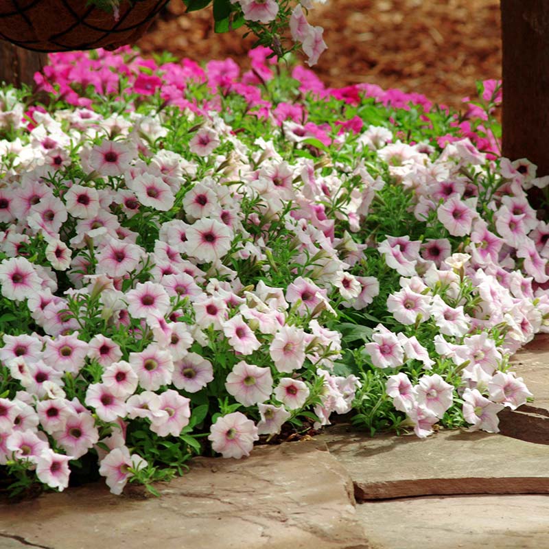 Petunia Shock Wave Pink Vein F1 Hybrid for hanging baskets ( spreads upto  3 feet )