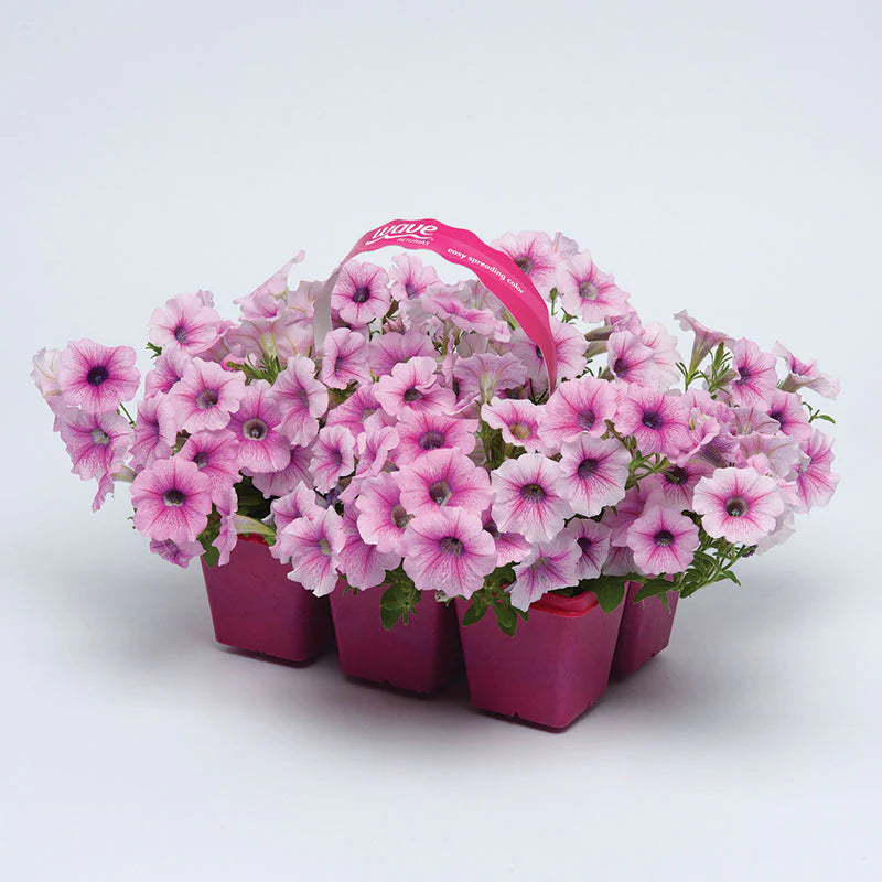 Petunia Shock Wave Pink Vein F1 Hybrid for hanging baskets ( spreads upto  3 feet )
