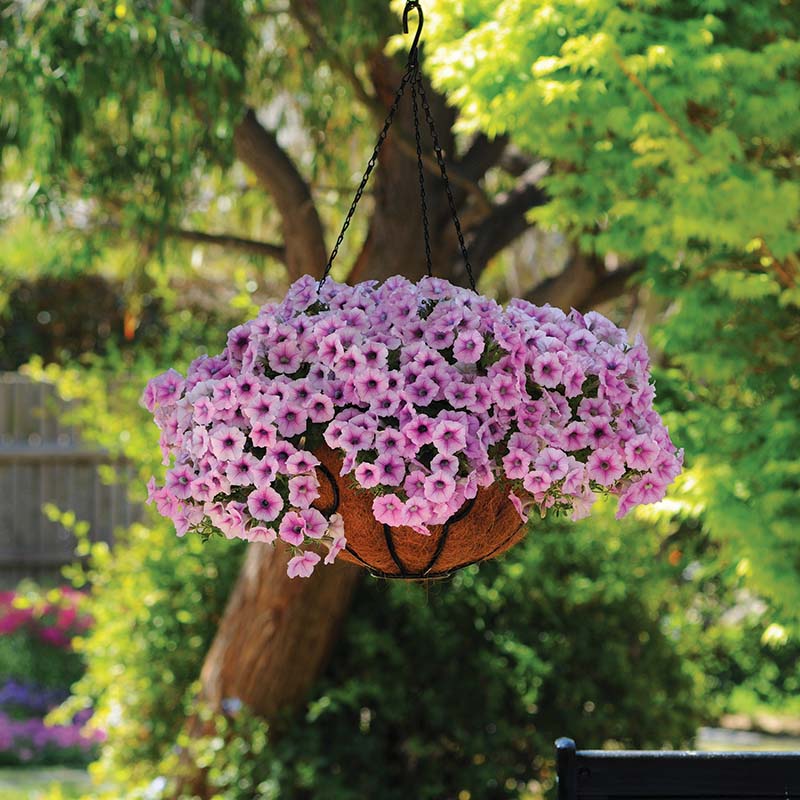 Petunia Shock Wave Pink Vein F1 Hybrid for hanging baskets ( spreads upto  3 feet )