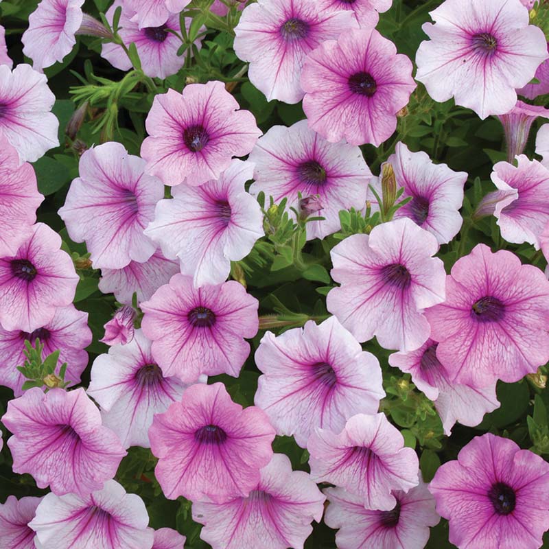 Petunia Shock Wave Pink Vein F1 Hybrid for hanging baskets ( spreads upto  3 feet )