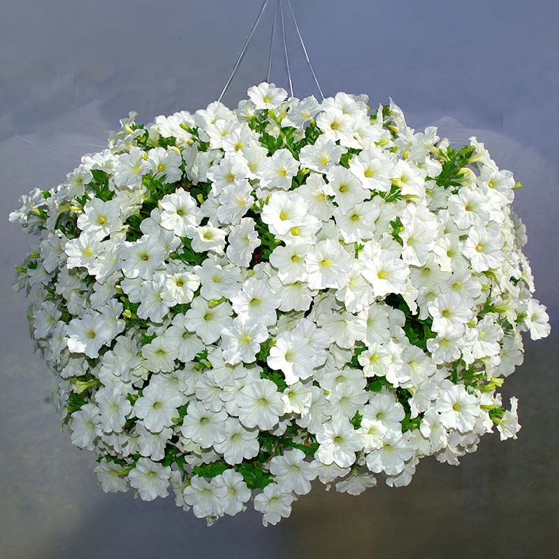 Petunia Opera Supreme White F1 hybrid for hanging baskets ( spreads upto 2-3 feet )