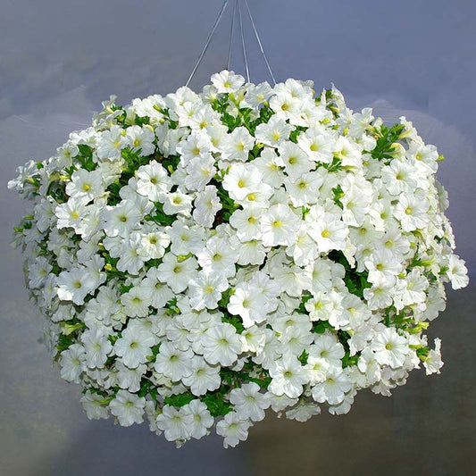 Petunia Opera Supreme White F1 hybrid for hanging baskets ( spreads upto 2-3 feet )