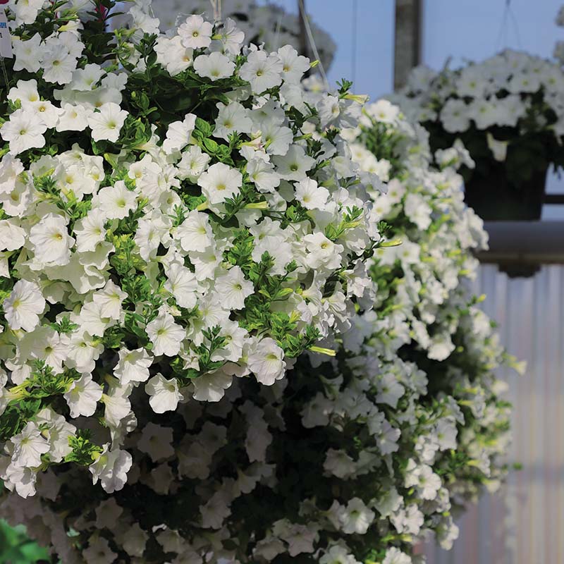 Petunia Opera Supreme White F1 hybrid for hanging baskets ( spreads upto 2-3 feet )