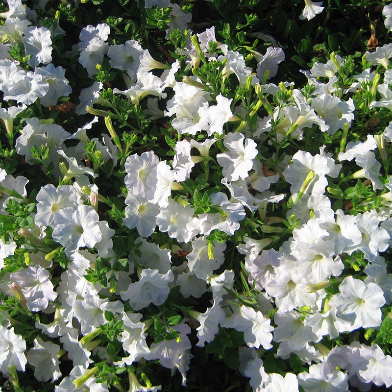 Petunia Opera Supreme White F1 hybrid for hanging baskets ( spreads upto 2-3 feet )