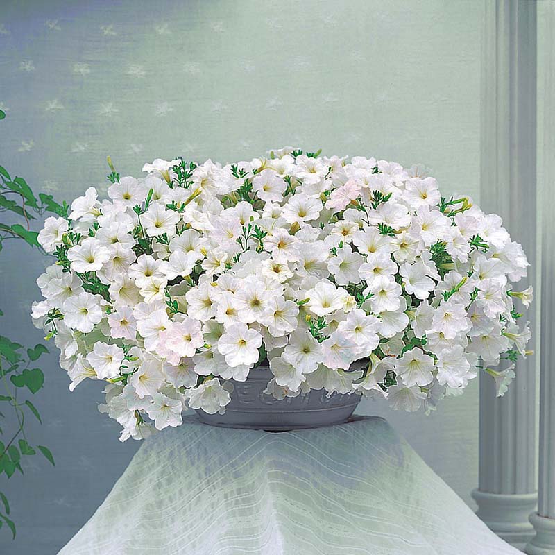 Petunia Opera Supreme White F1 hybrid for hanging baskets ( spreads upto 2-3 feet )