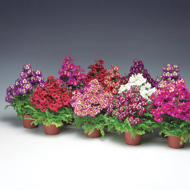 Schizanthus Atlantis Mix F1