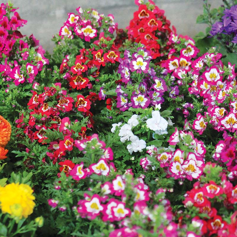 Schizanthus Atlantis Mix F1