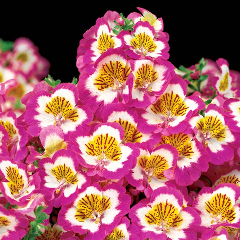 Schizanthus Atlantis Mix F1