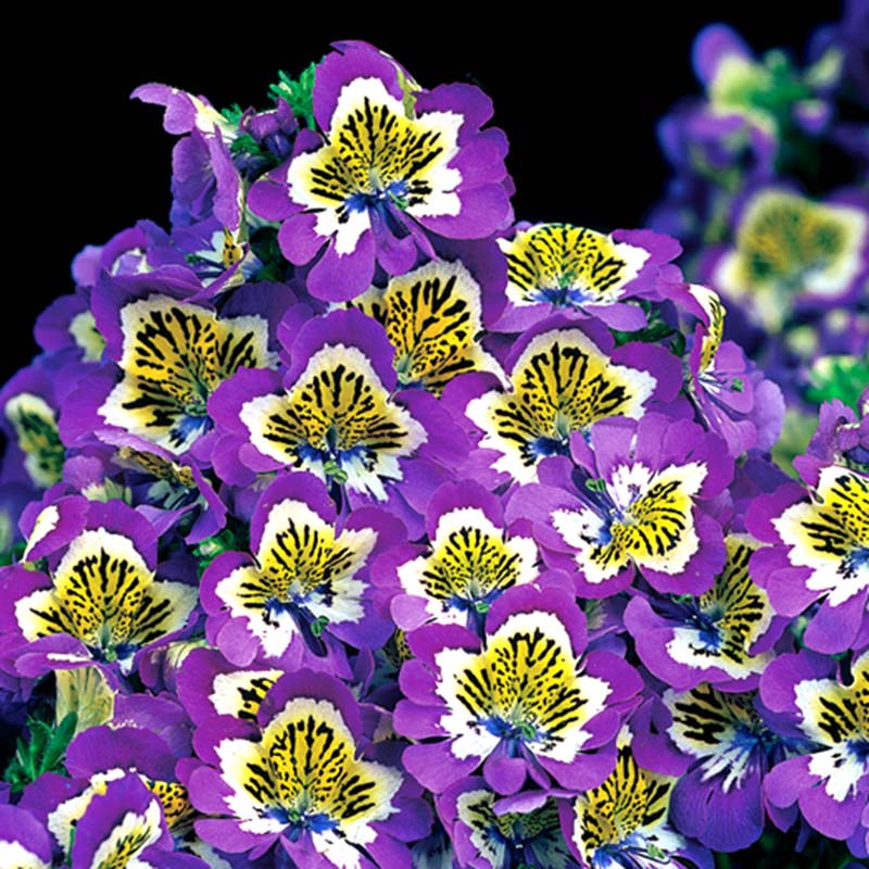 Schizanthus Atlantis Mix F1