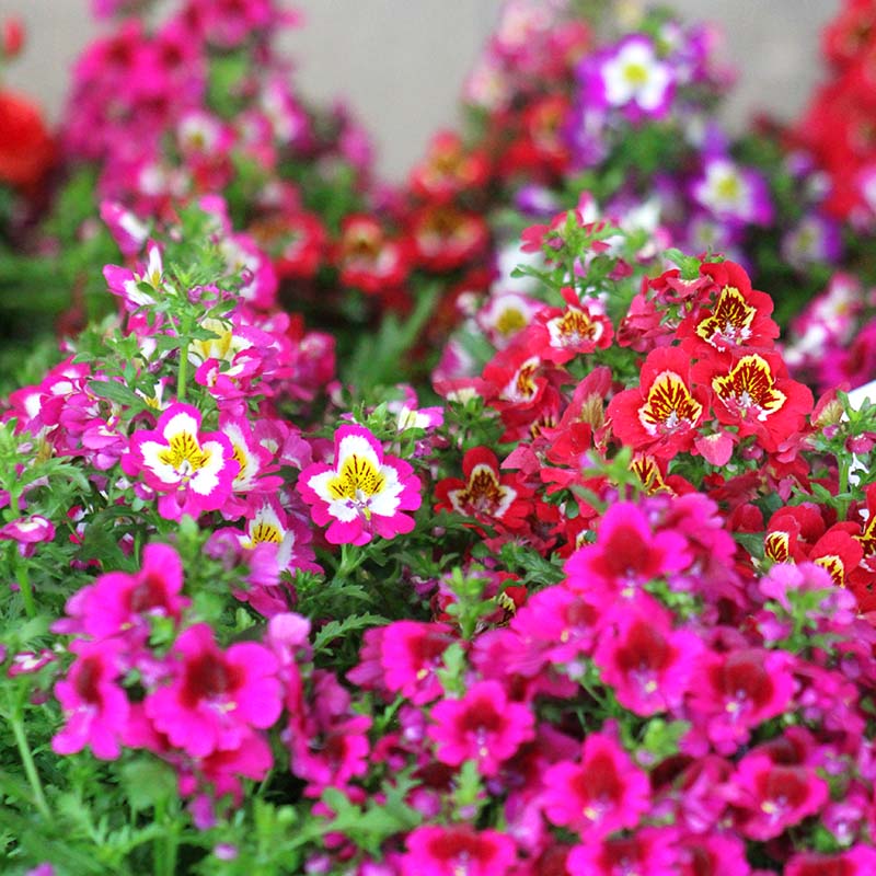 Schizanthus Atlantis Mix F1