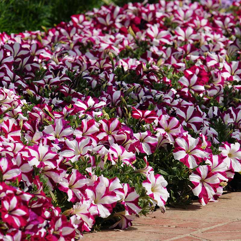 Petunia Easy Wave Burgundy Star F1 hybrid for Hanging Baskets/Pots ( spreads upto  2-3 feet )