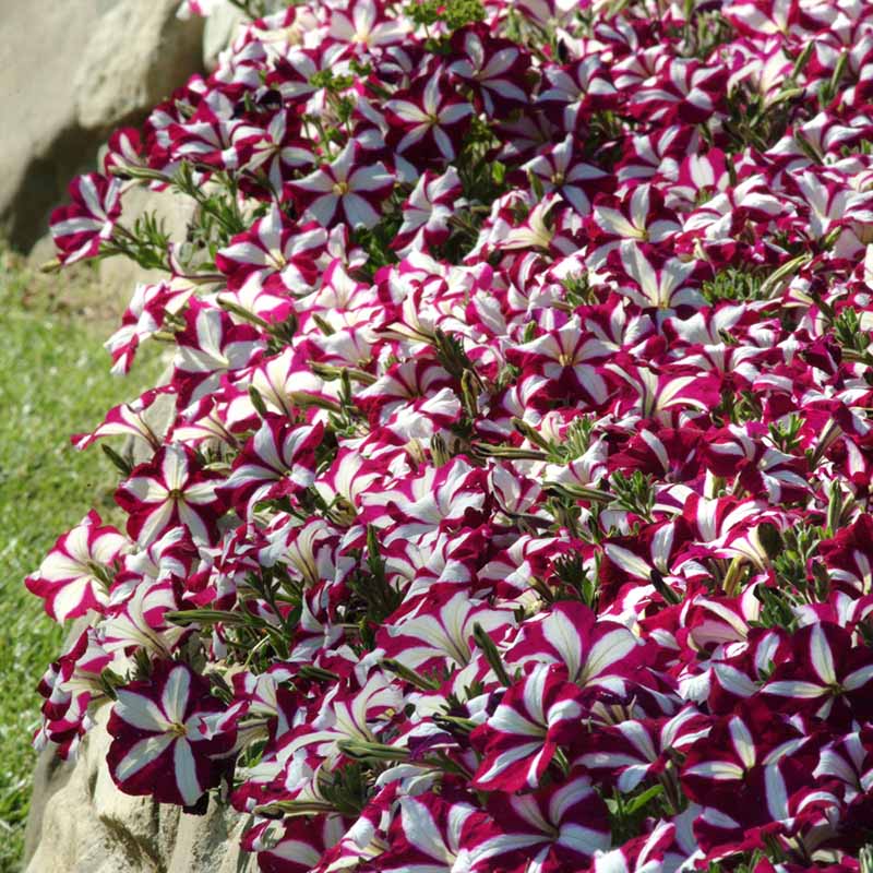 Petunia Easy Wave Burgundy Star F1 hybrid for Hanging Baskets/Pots ( spreads upto  2-3 feet )