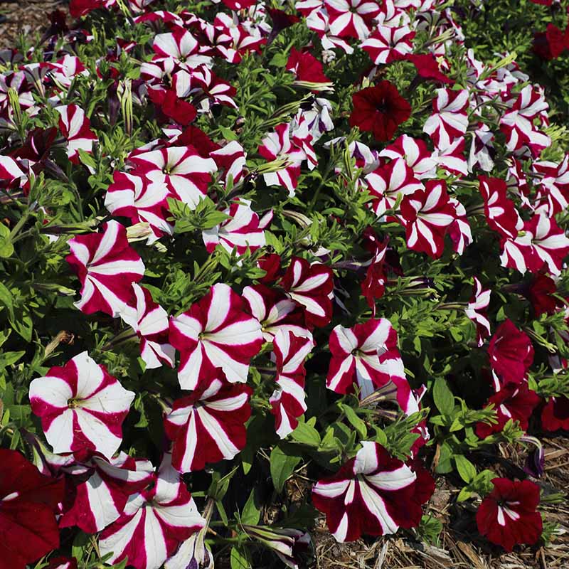 Petunia Easy Wave Burgundy Star F1 hybrid for Hanging Baskets/Pots ( spreads upto  2-3 feet )