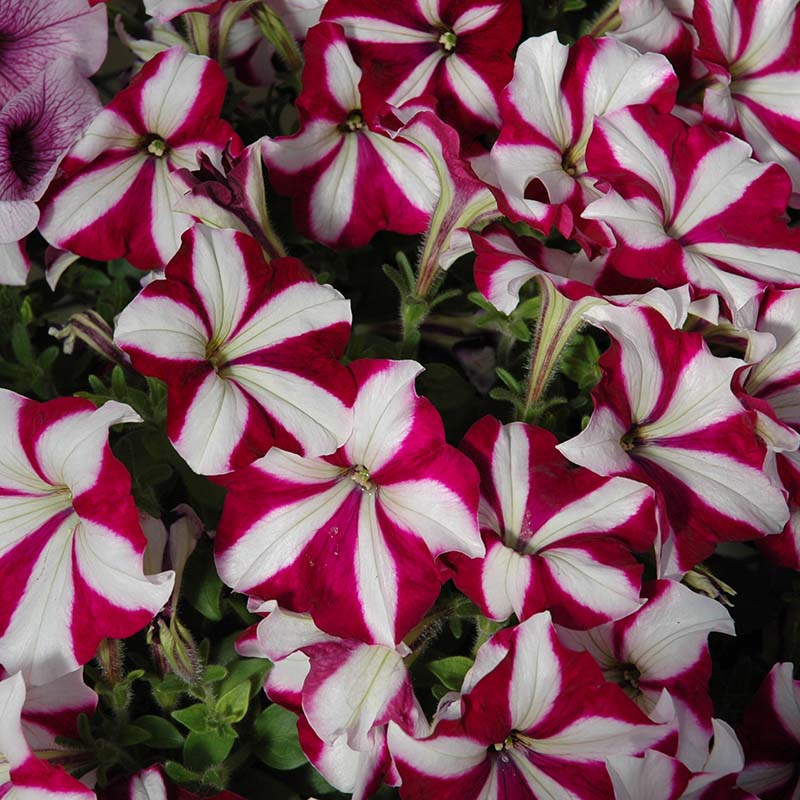 Petunia Easy Wave Burgundy Star F1 hybrid for Hanging Baskets/Pots ( spreads upto  2-3 feet )