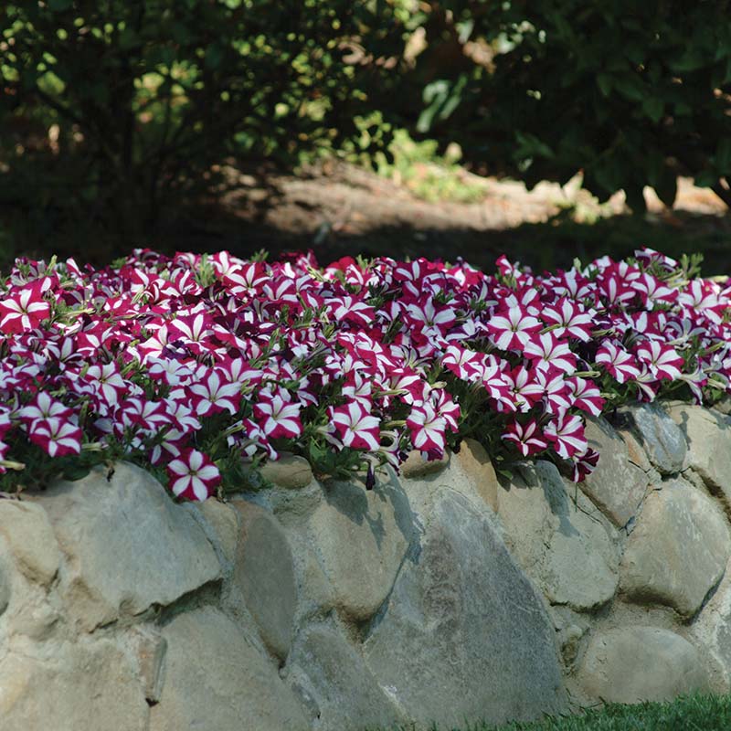 Petunia Easy Wave Burgundy Star F1 hybrid for Hanging Baskets/Pots ( spreads upto  2-3 feet )