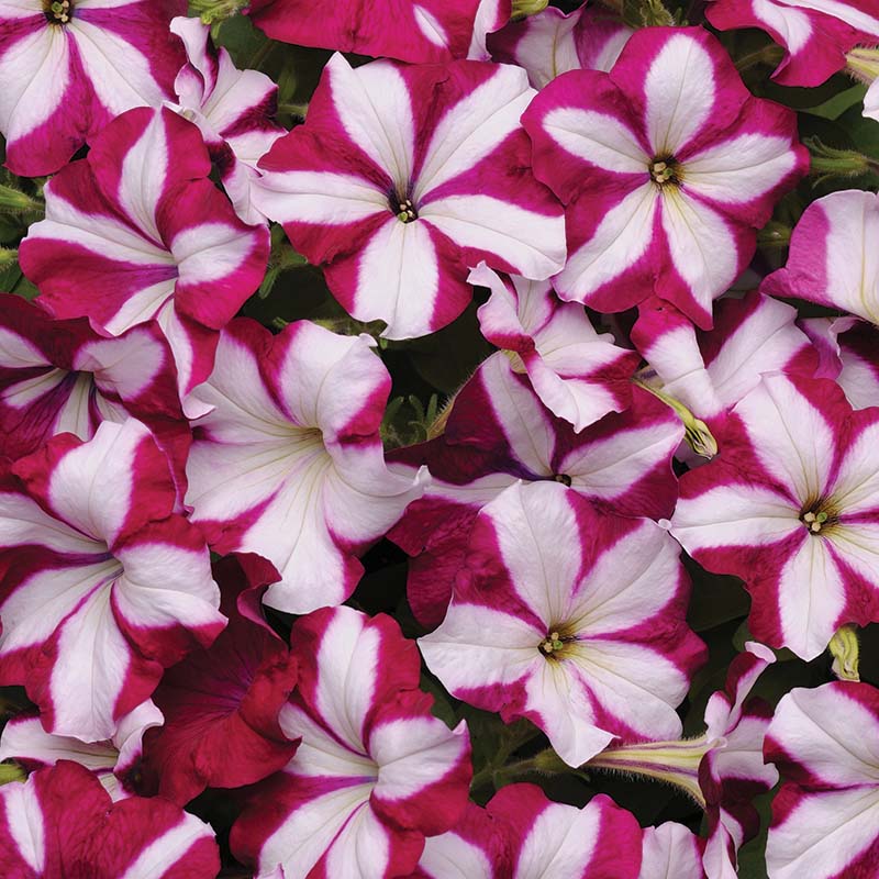 Petunia Easy Wave Burgundy Star F1 hybrid for Hanging Baskets/Pots ( spreads upto  2-3 feet )