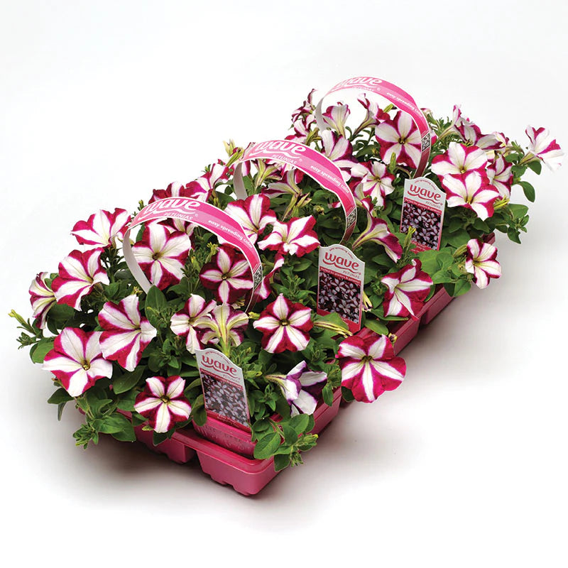 Petunia Easy Wave Burgundy Star F1 hybrid for Hanging Baskets/Pots ( spreads upto  2-3 feet )