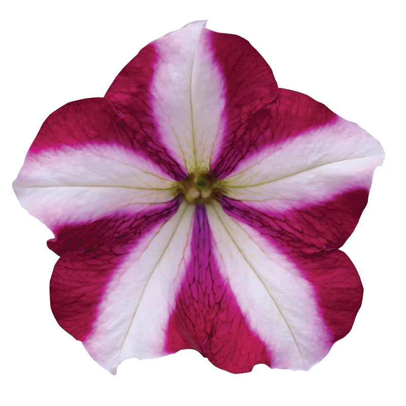 Petunia Easy Wave Burgundy Star F1 hybrid for Hanging Baskets/Pots ( spreads upto  2-3 feet )