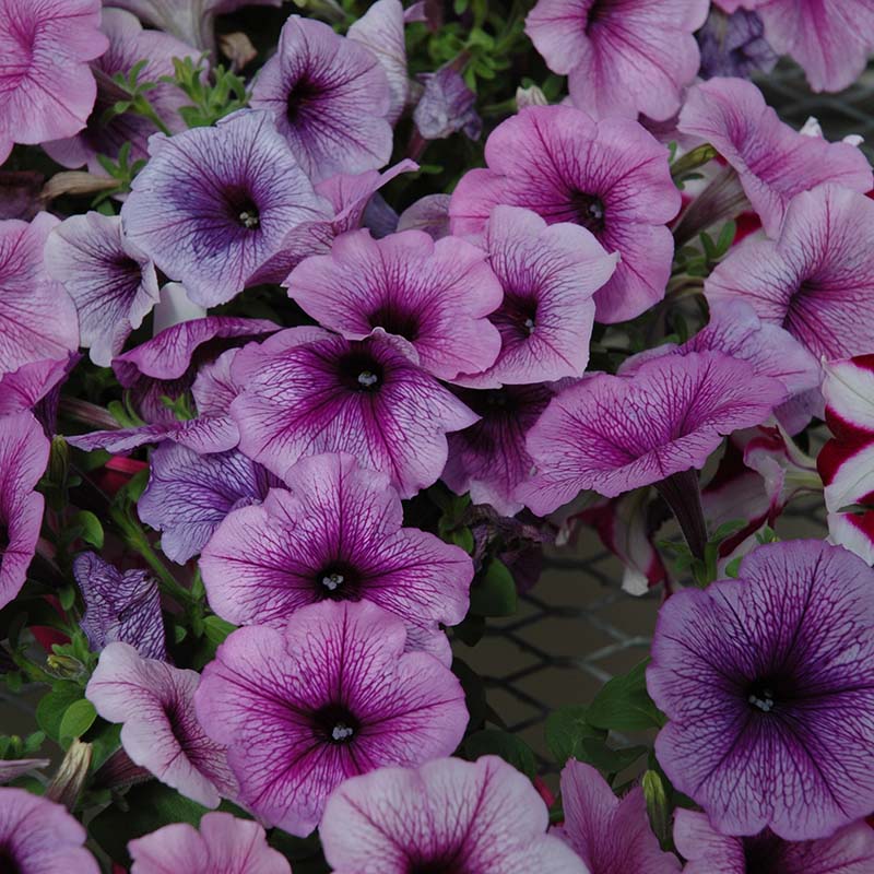 Petunia Easy Wave Plum Vein F1 hybrid for Hanging Baskets/Pots ( spreads upto  3 feet )