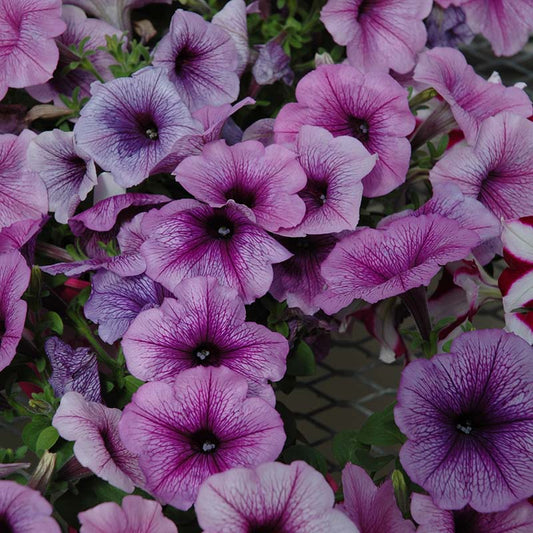 Petunia Easy Wave Plum Vein F1 hybrid for Hanging Baskets/Pots ( spreads upto  3 feet )